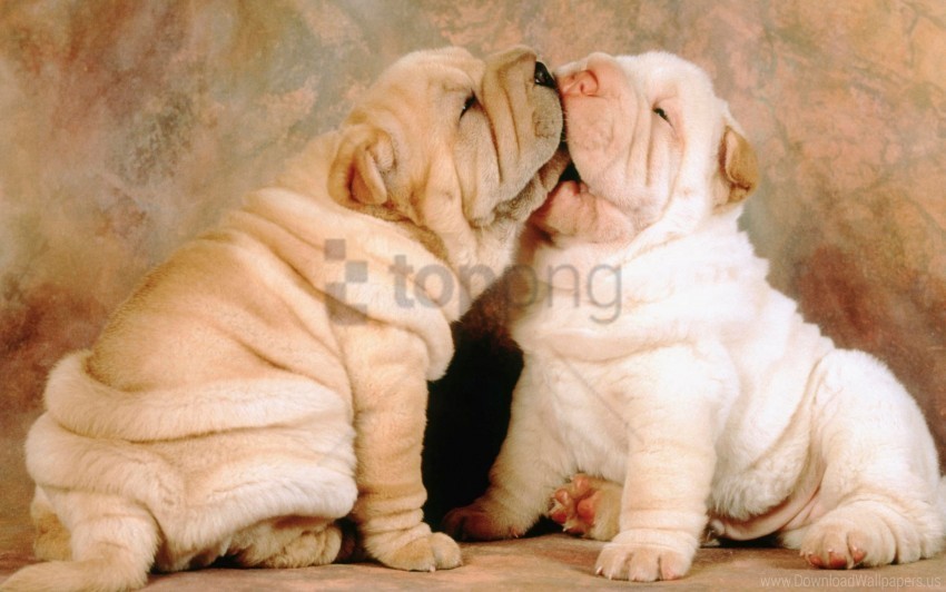 Puppies Shar Wallpaper HighQuality Transparent PNG Isolated Object