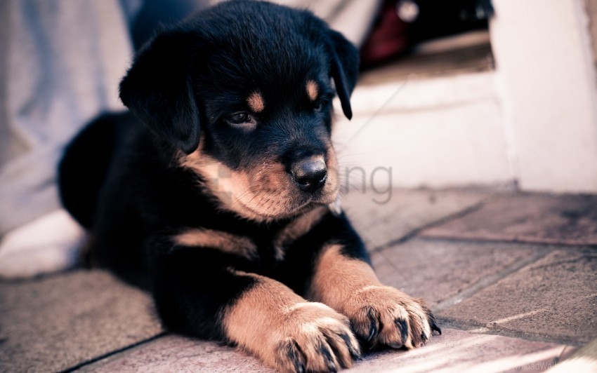 puppy rottweiler snout wallpaper Transparent background PNG gallery