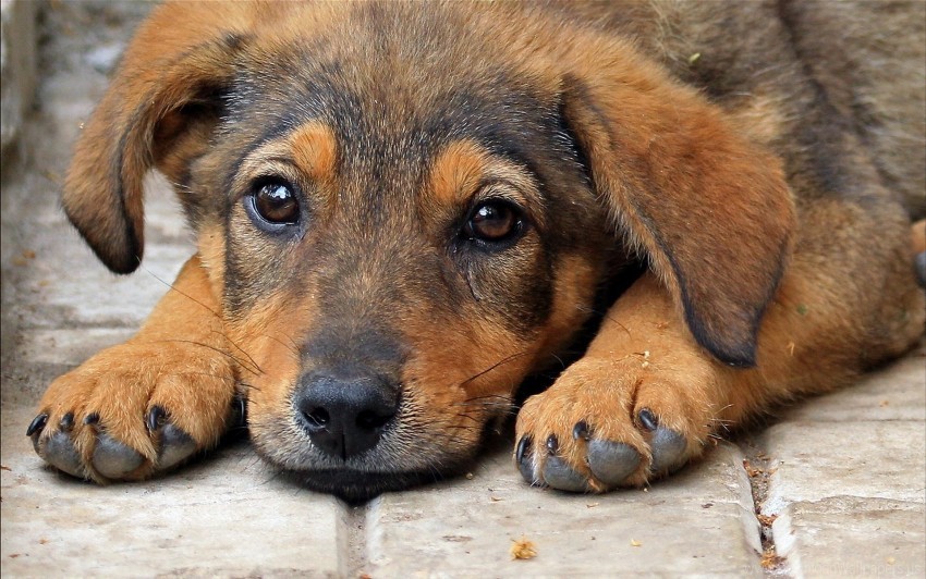 puppy sad eyes soft paws wallpaper PNG clipart with transparency