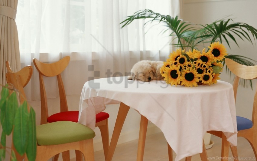 puppy sunflowers table wallpaper PNG Image with Transparent Isolation
