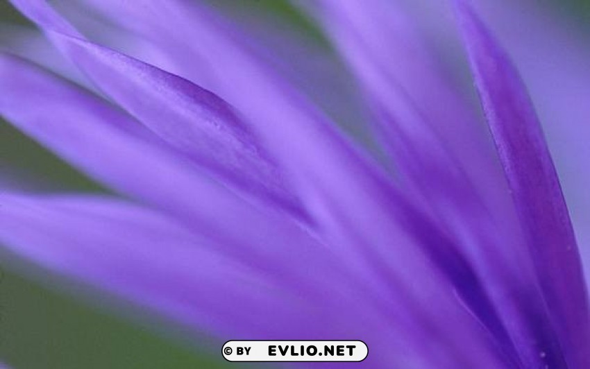 purple frond Isolated Item on Clear Transparent PNG