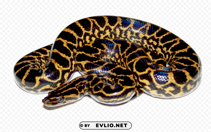 python HighQuality Transparent PNG Isolated Art