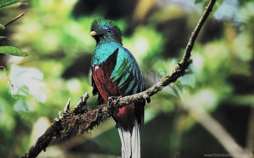 quetzal bird wallpaper Transparent PNG Isolated Subject