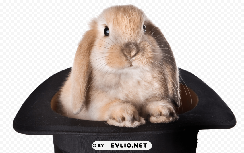 rabbit hat Transparent Background PNG Isolation