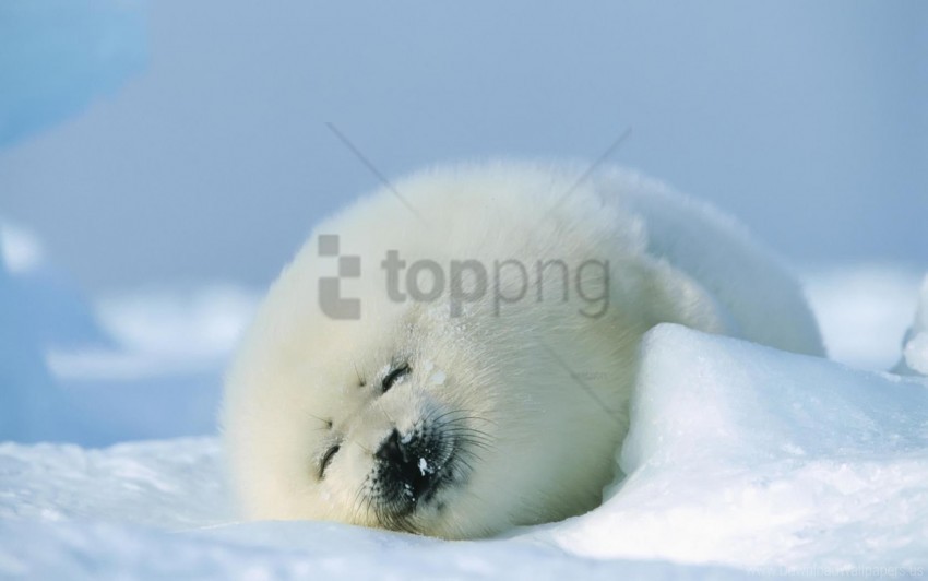 red seal sleep snow wallpaper Clear background PNG images comprehensive package