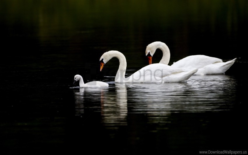 reflection swans swim water wallpaper PNG with alpha channel