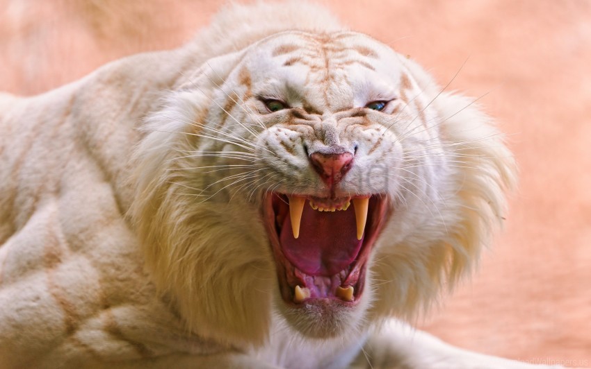 roaring tiger white wallpaper PNG images with no fees