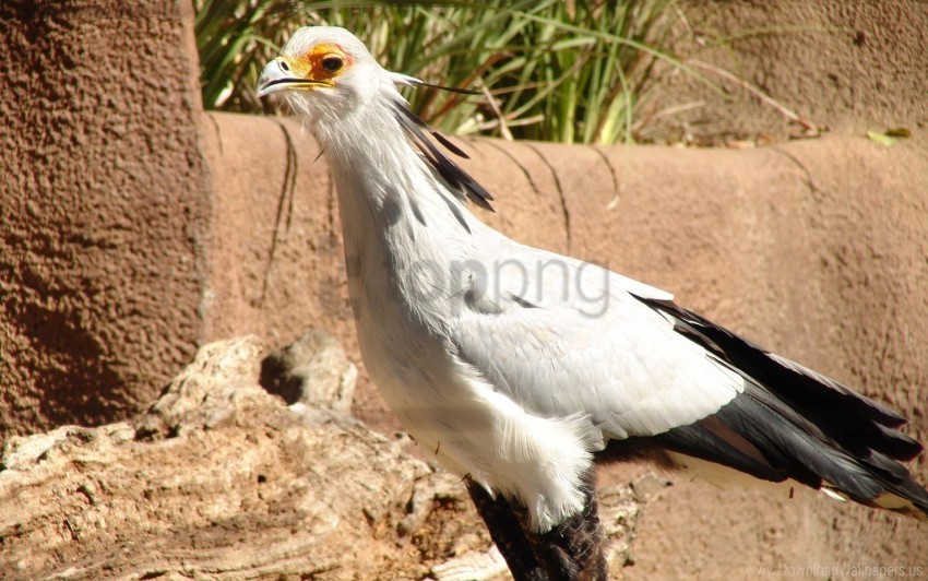 Rocks Sand Secretary Bird White Wallpaper PNG For Web Design