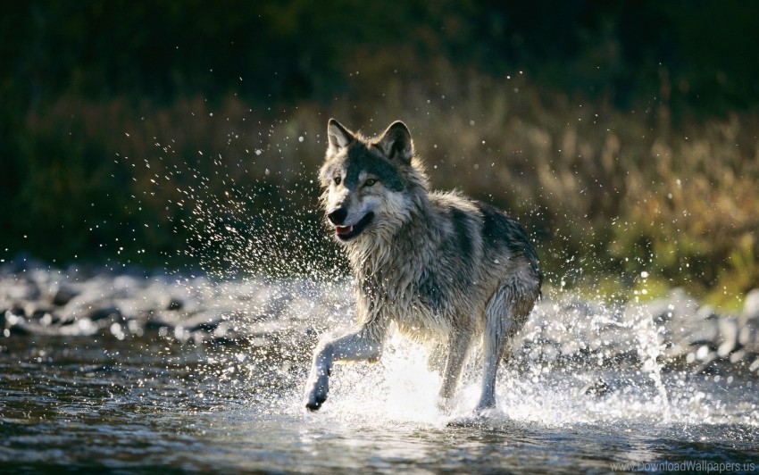 Running Spray Wolf Wallpaper Transparent PNG Isolated Graphic With Clarity