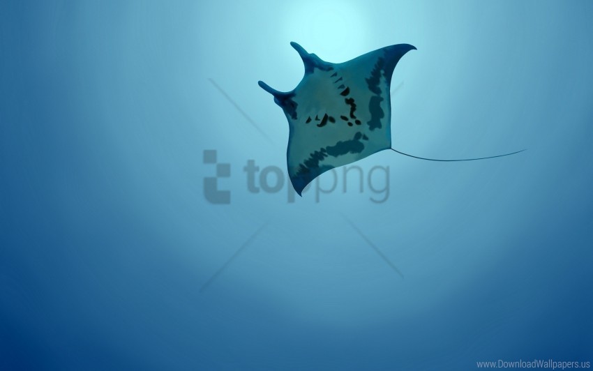 sea stingray swim underwater wallpaper Isolated Item on Clear Background PNG