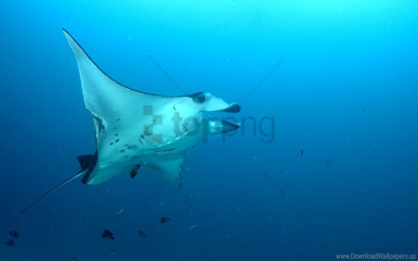 sea stingray swim underwater wallpaper HighResolution PNG Isolated Artwork