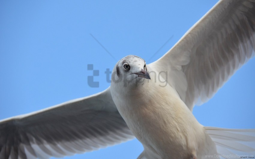 seagull windows wallpaper PNG images with no background needed