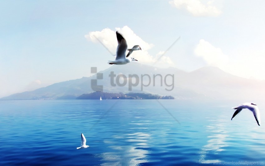 seagulls switzerland wallpaper PNG transparent design