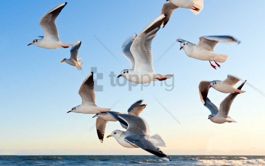seagulls wallpaper PNG images with transparent layering