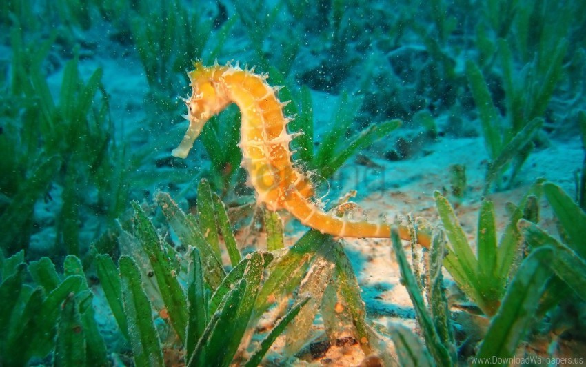 seahorse swim underwater wallpaper PNG files with no backdrop required