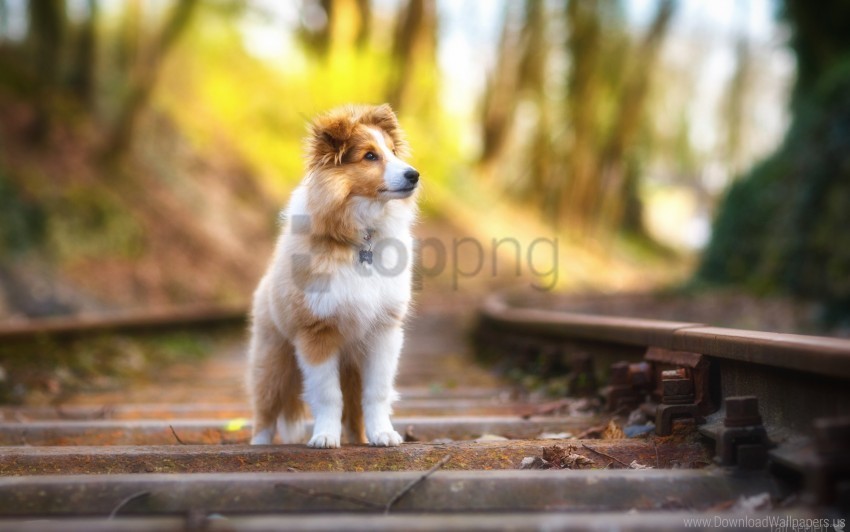 sheepdog shetland wallpaper PNG graphics with alpha channel pack