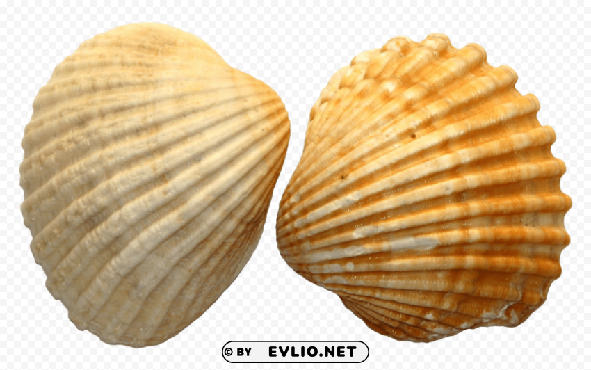 shell file Clear background PNG graphics