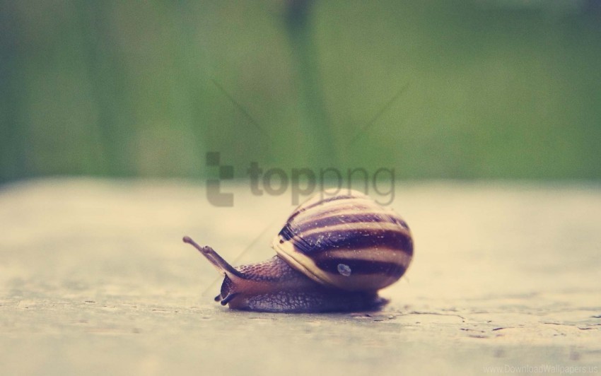 shell snail surface wallpaper Transparent PNG Isolated Graphic with Clarity
