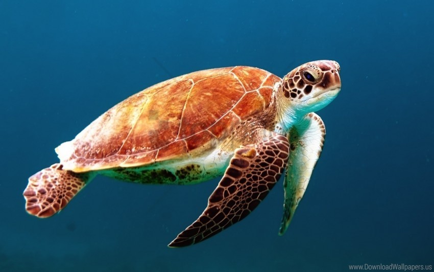 shell swimming turtle underwater wallpaper Free PNG images with clear backdrop