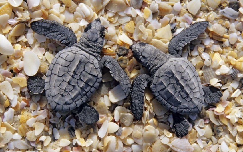 shells shore small turtles two wallpaper PNG Image Isolated with Transparent Clarity