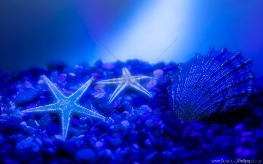 shells starfish underwater wallpaper PNG clear images