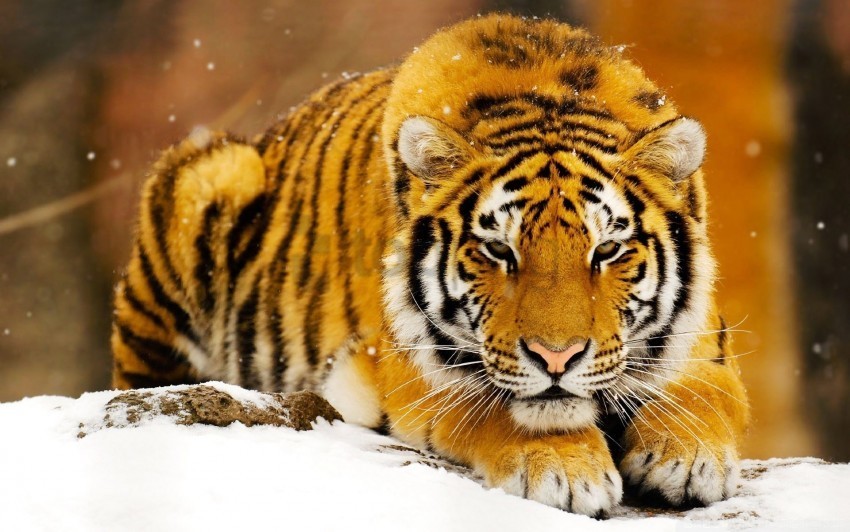 siberian snow tiger wallpaper Transparent PNG Isolated Graphic Design