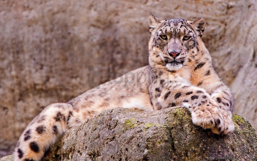 sitting snow leopard stone waiting wallpaper PNG images with high-quality resolution