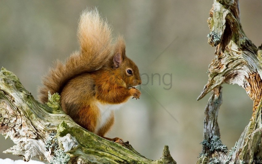 sitting squirrel tail tree wallpaper HighResolution Transparent PNG Isolated Item
