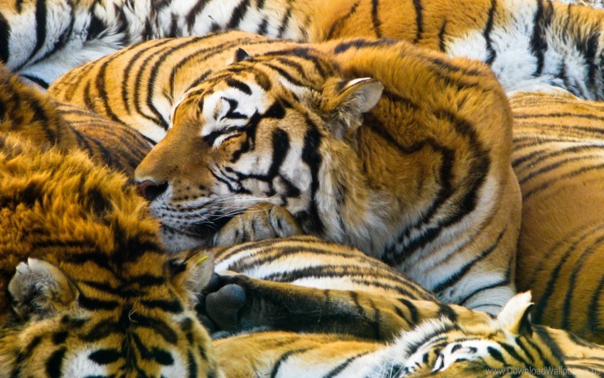 sleeping tigers wallpaper Transparent PNG picture