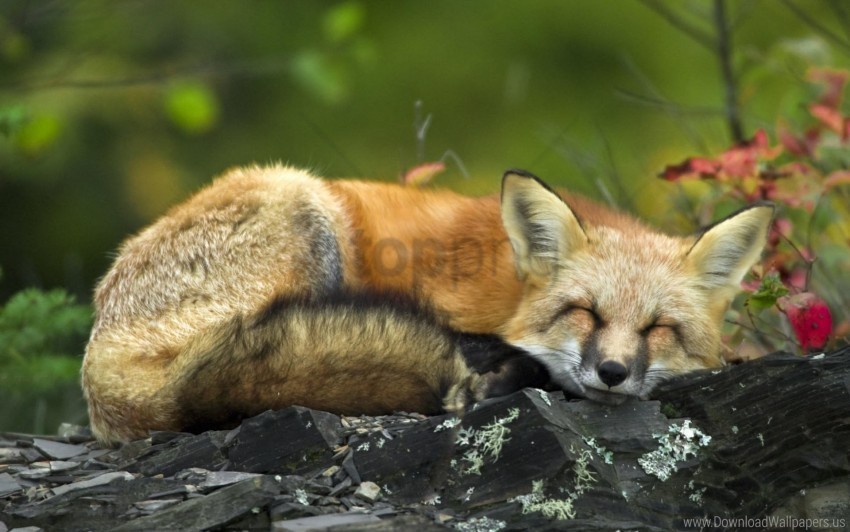 sleeping wallpaper Clear Background PNG Isolated Subject