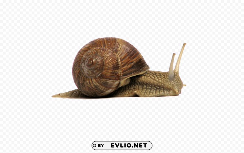 snail brown No-background PNGs