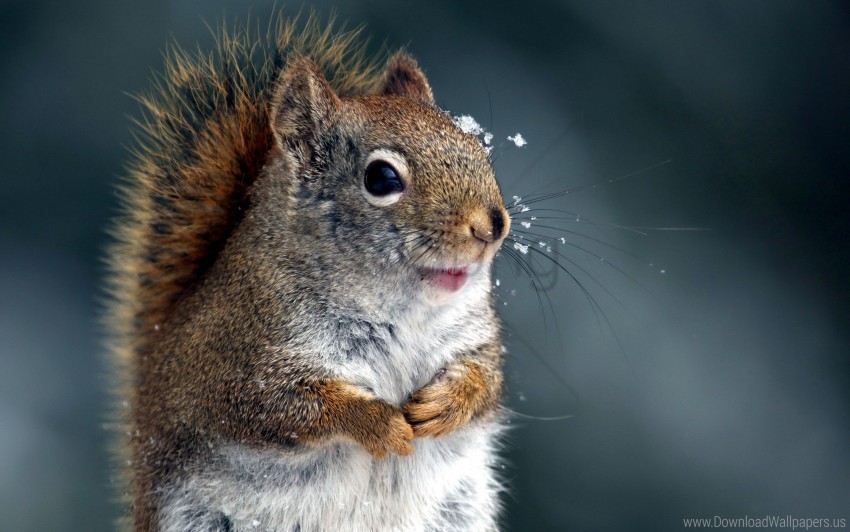 snout snow squirrel tail wallpaper PNG for use