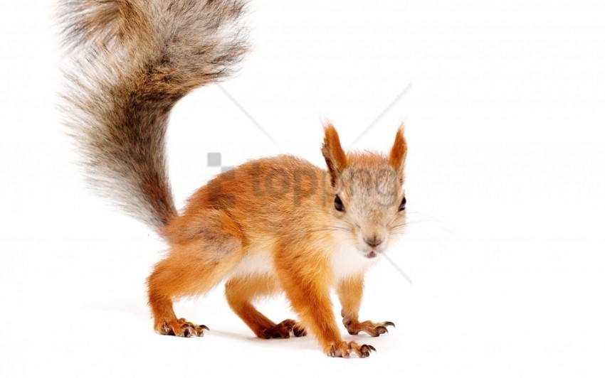 snow squirrel tail wallpaper Isolated Item on HighQuality PNG