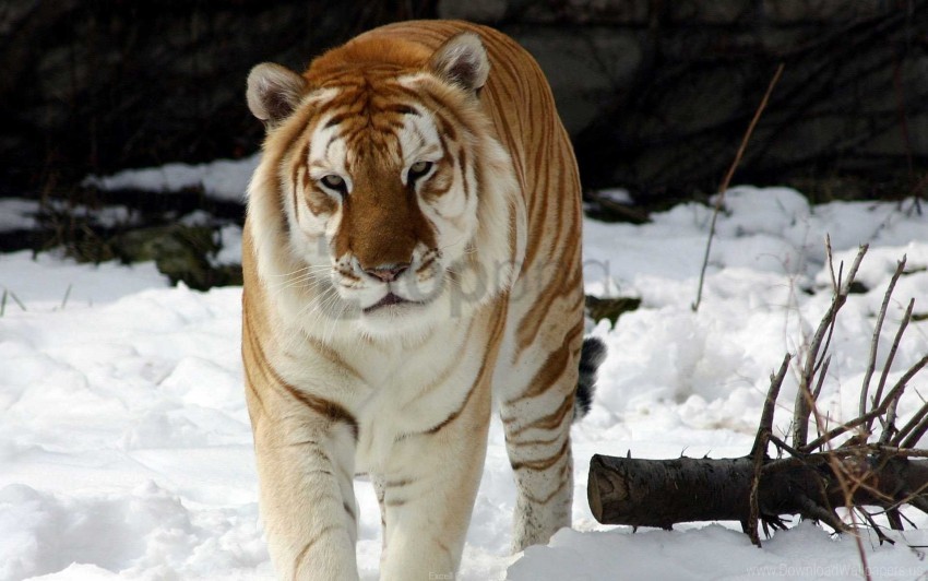 snow strange tiger wallpaper Clear background PNGs