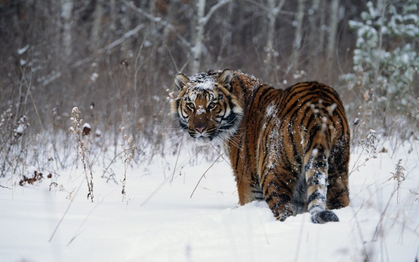 snow tiger walk winter wallpaper Free PNG