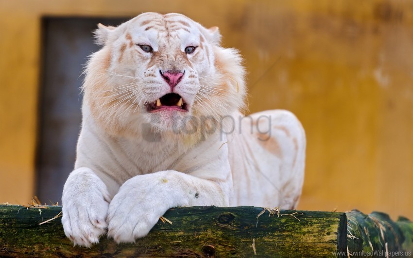 Snow Tiger White Wallpaper PNG Image With Isolated Subject