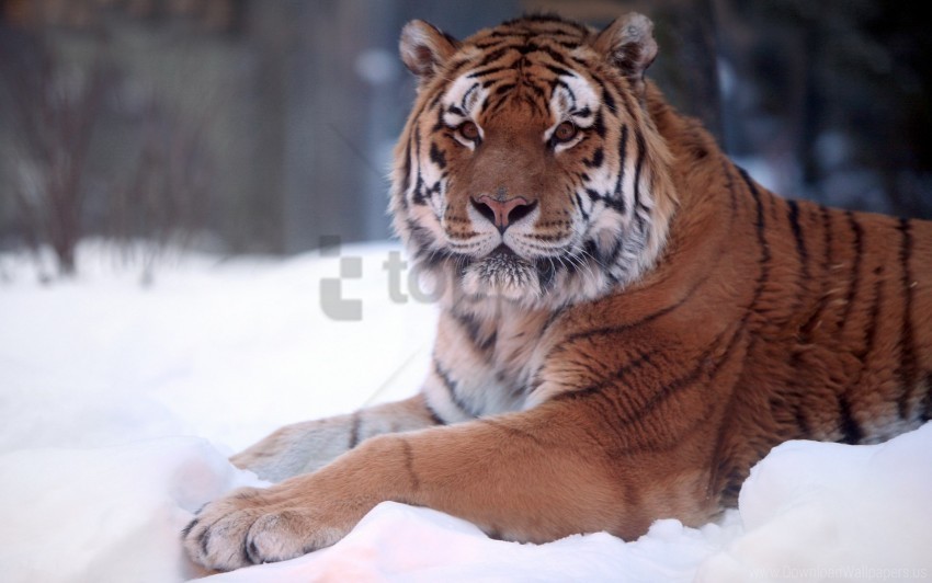 snow tiger wide wallpaper ClearCut Background Isolated PNG Art