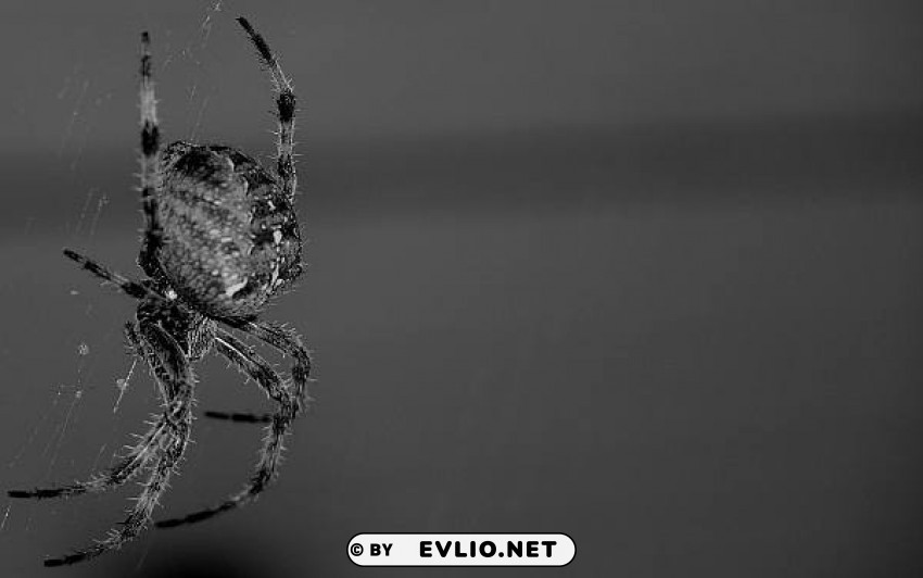 spider Transparent graphics background best stock photos - Image ID b1ea05cd