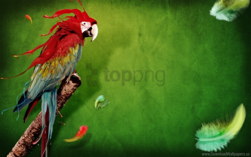 splash of parrot wallpaper Transparent PNG graphics assortment