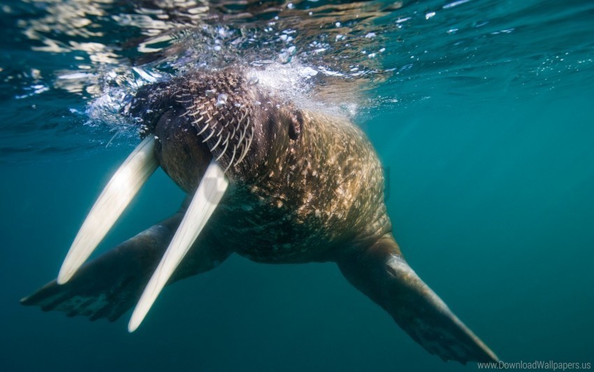 splash swim tusks walrus wallpaper PNG files with no background free