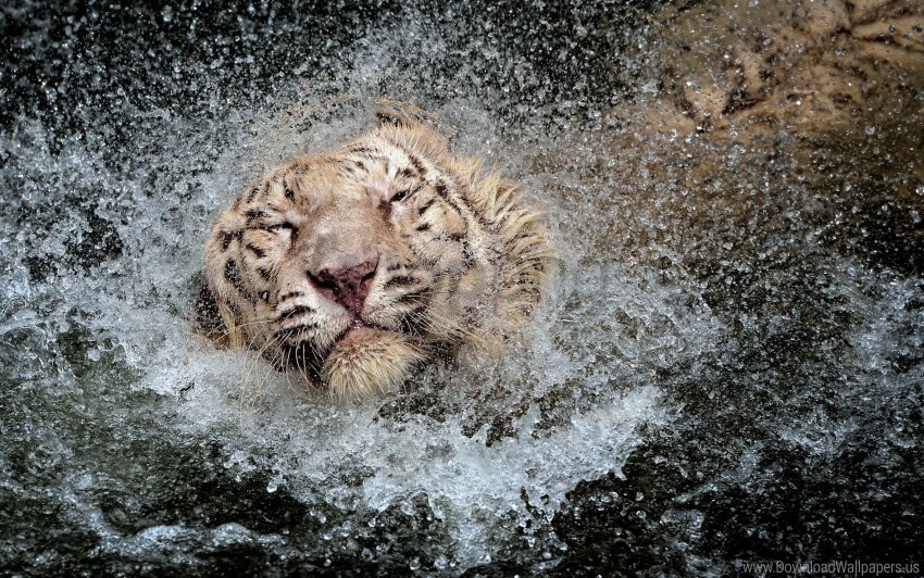 splashing swim tiger wallpaper PNG with Isolated Object and Transparency