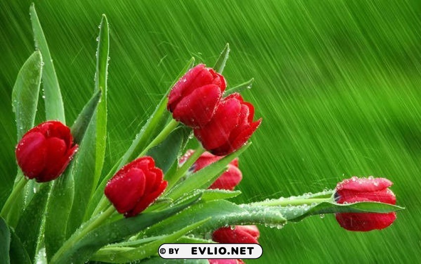 spring rainy greenwith red tulips Transparent PNG Isolated Graphic Design