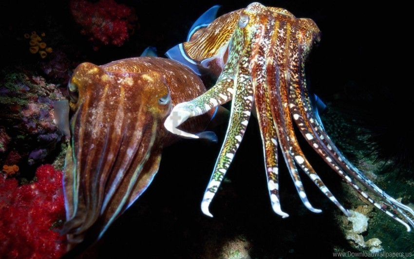 squid swimming tentacles underwater underwater inhabitant wallpaper Clear PNG graphics free