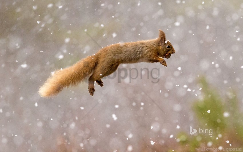 squirrel wallpaper PNG transparent design diverse assortment