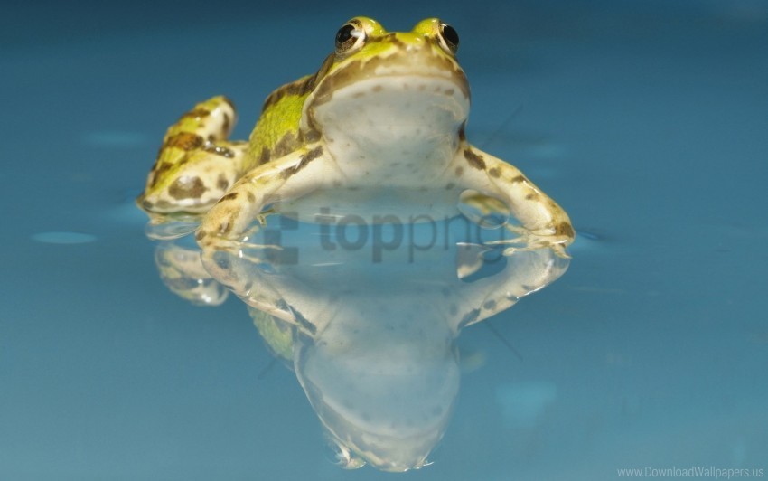 stains toad water wallpaper Transparent PNG Isolated Subject Matter