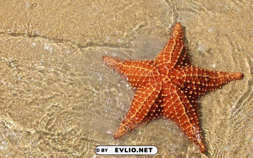 starfish and sand HighQuality Transparent PNG Isolated Element Detail