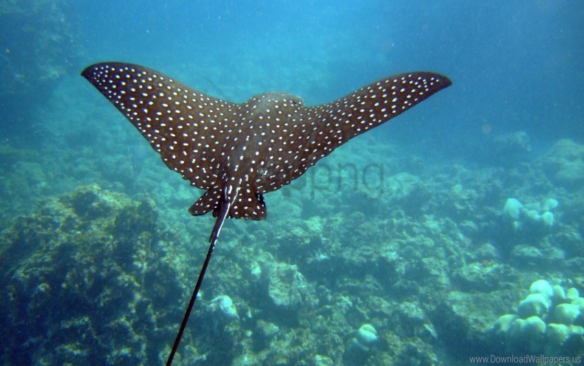 stingray swim underwater wallpaper Clear background PNGs