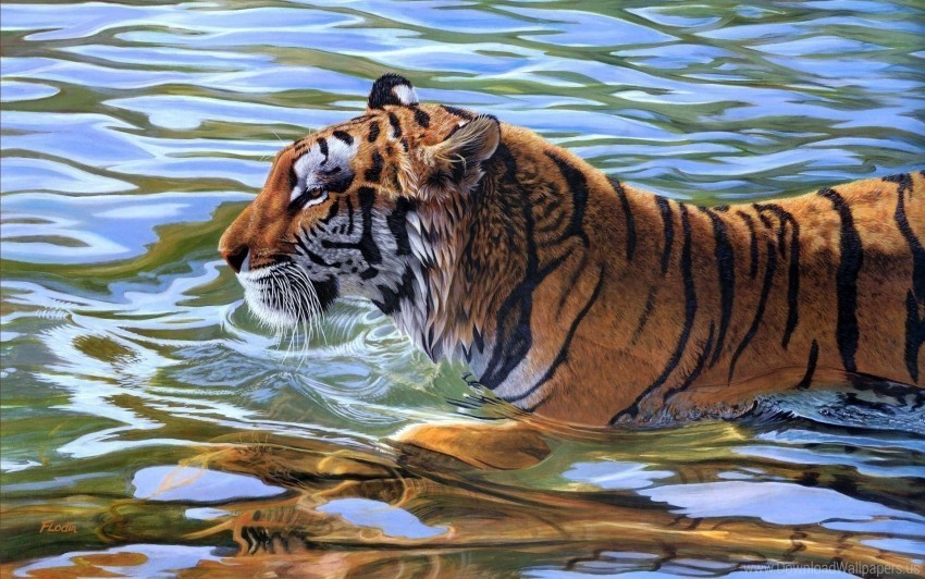 stripes swim tiger water wallpaper Transparent background PNG stock
