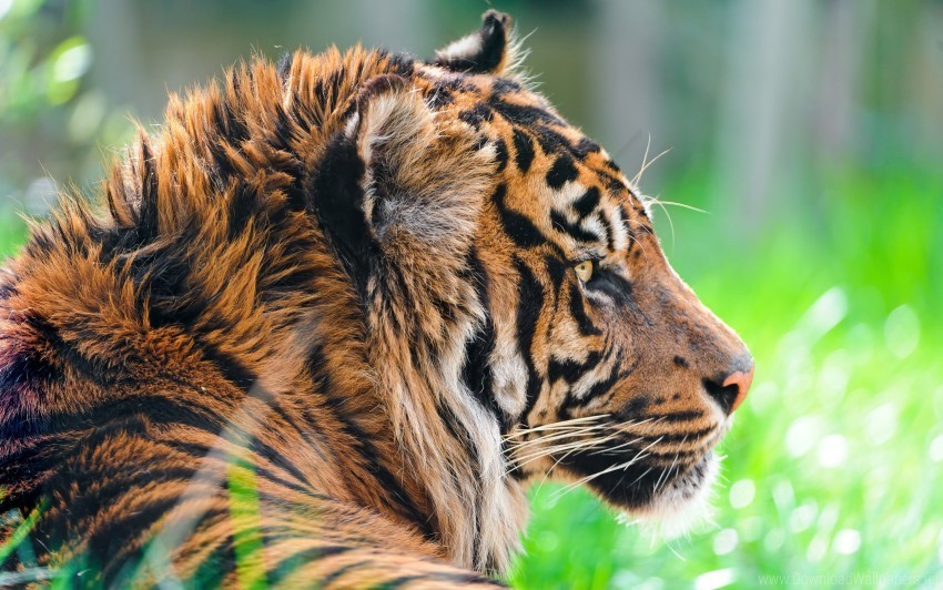 sumatran tiger wallpaper PNG Image with Transparent Background Isolation