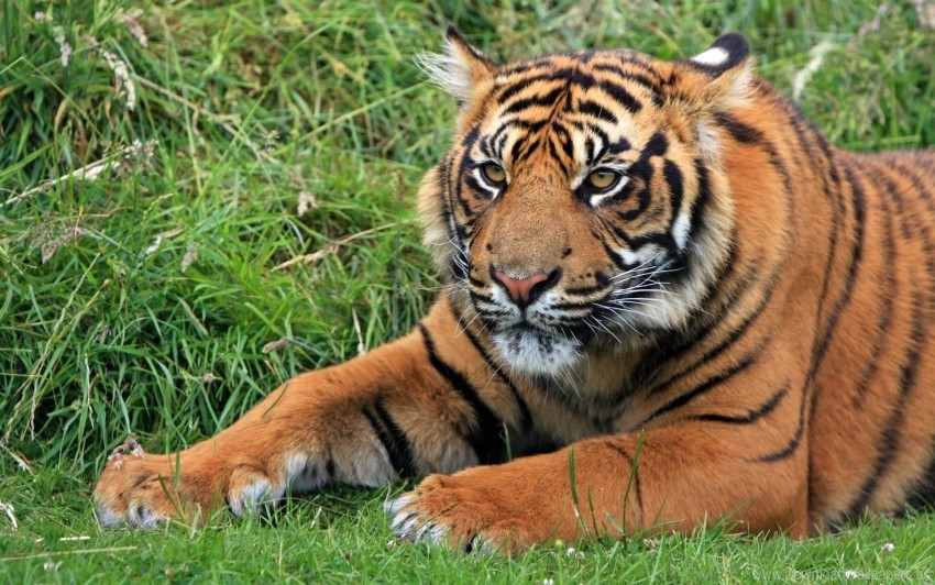 Sumatran Tiger Wild Wallpaper PNG No Watermark